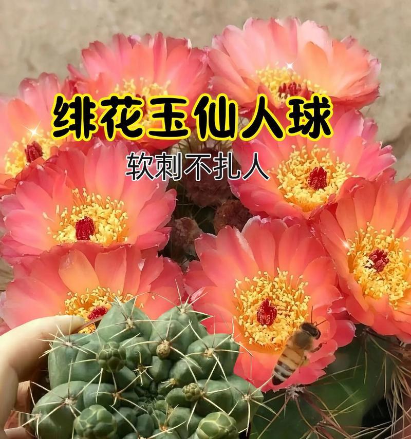 什么仙人球的花期最长呢？如何选择花期长的仙人球品种？