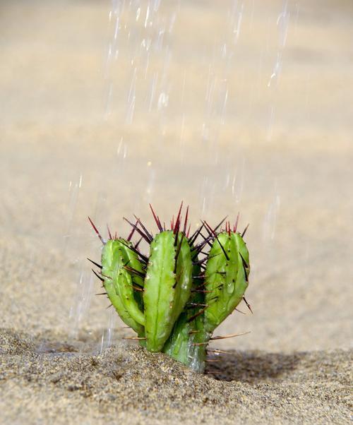 九尾狐传仙人掌怎么浇水？多久浇一次水最合适？