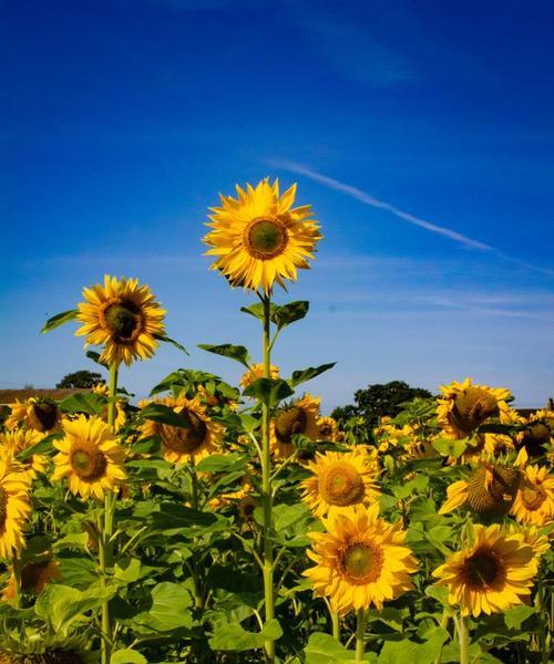象征着夏天的花的花语是什么？夏天的花卉有哪些特别含义？
