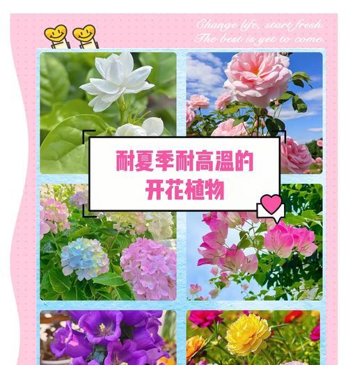 象征着夏天的花的花语是什么？夏天的花卉有哪些特别含义？