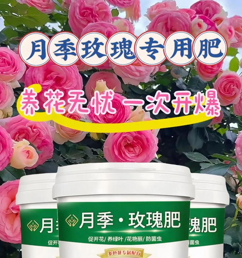 玫瑰花的养护难度如何？应该施用哪种肥料？