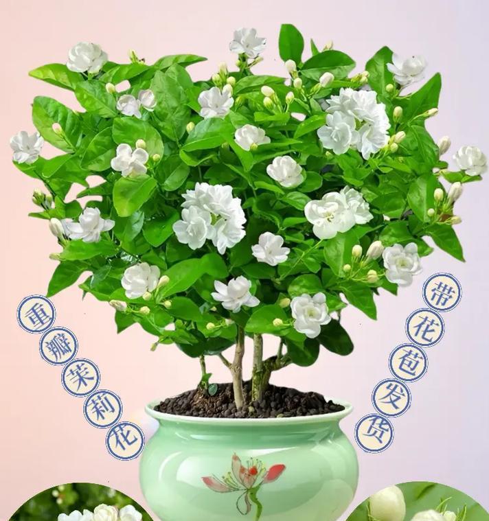 茉莉花包装的花语代表什么？
