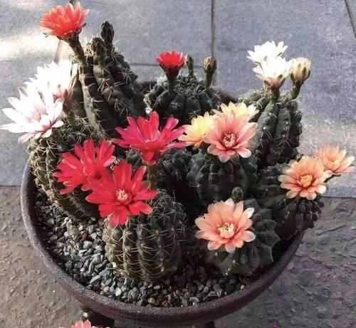 大仙人球种植需要注意什么？