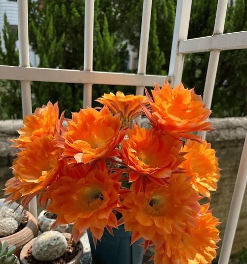 大仙人球种植需要注意什么？