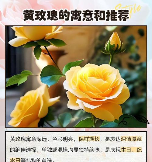 红黄玫瑰组合的花语有何深意？