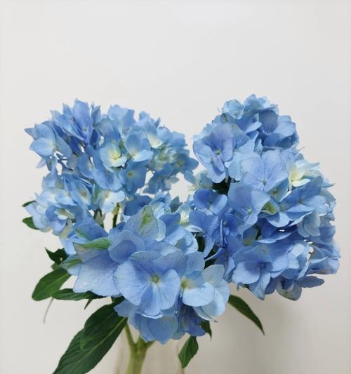 哪些鲜花用于表白？它们的花语分别是什么？