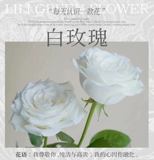 白色红边的玫瑰花是什么品种？它代表了什么意义？