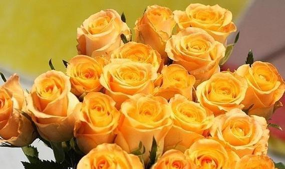 15种玫瑰花各自代表什么？玫瑰花的花语有哪些？