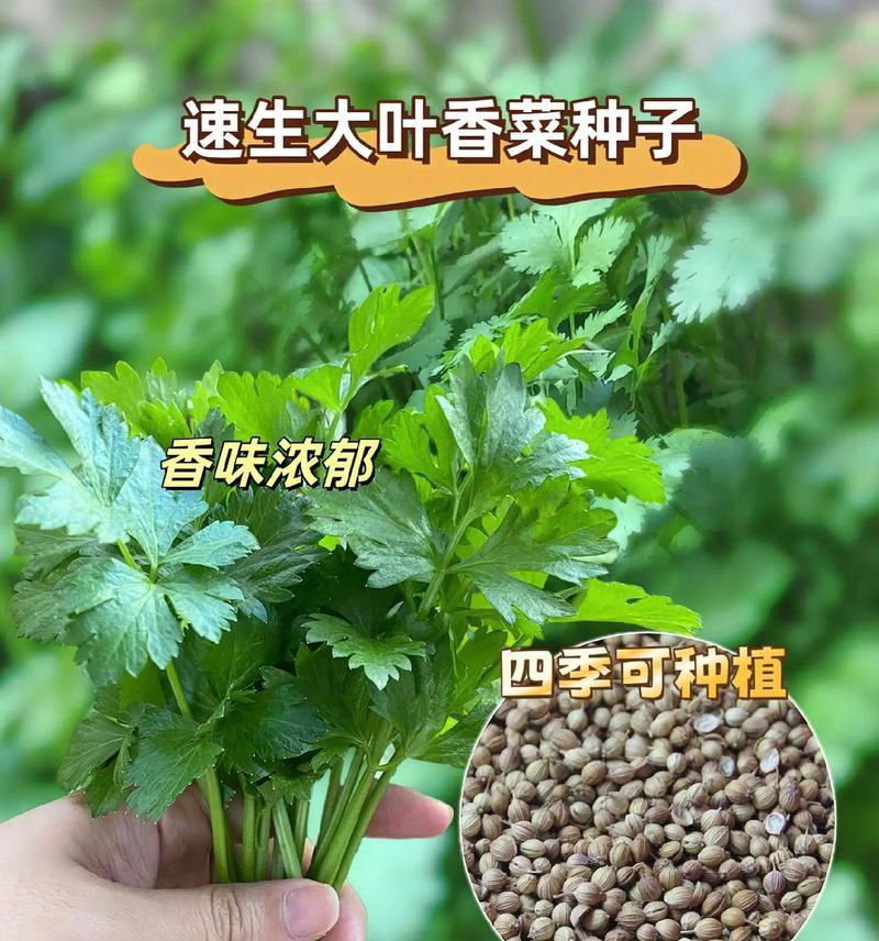 香菜花束的寓意是什么？