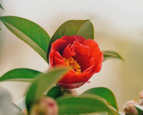绿色山茶花的花语是什么？