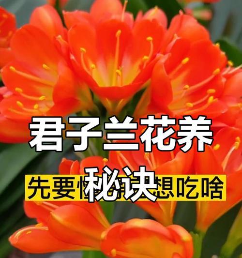 室内君子兰养护方法有哪些？怎样才能养得更好？