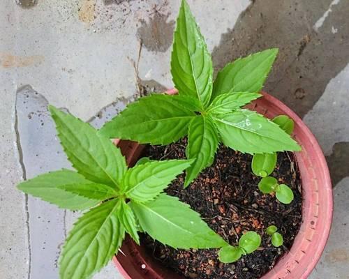 如何培养仙人掌花兰花以促使其开花？开花前需要哪些特别养护？