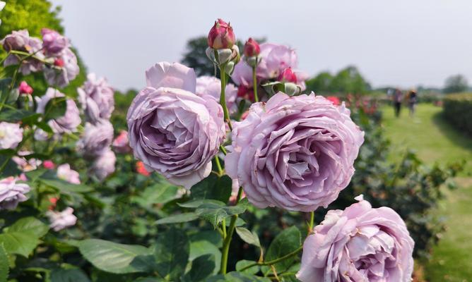 月季的花语和寓意是什么？