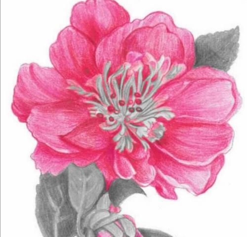 月季的花语和寓意是什么？