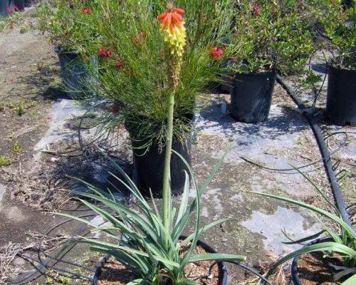 如何培养仙人掌花兰花以促使其开花？开花前需要哪些特别养护？