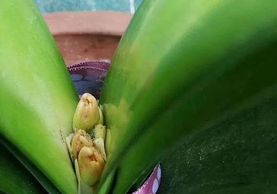 君子兰长出哪种箭会开花结果？