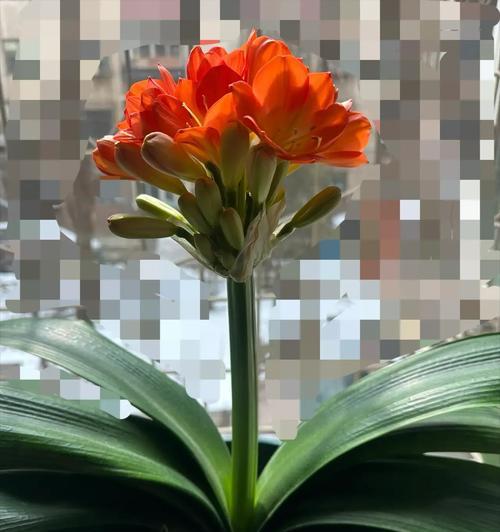 君子兰长出哪种箭会开花结果？