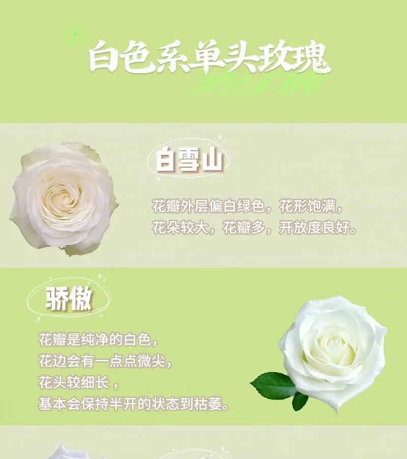 白色单瓣月季花语是什么？代表什么？