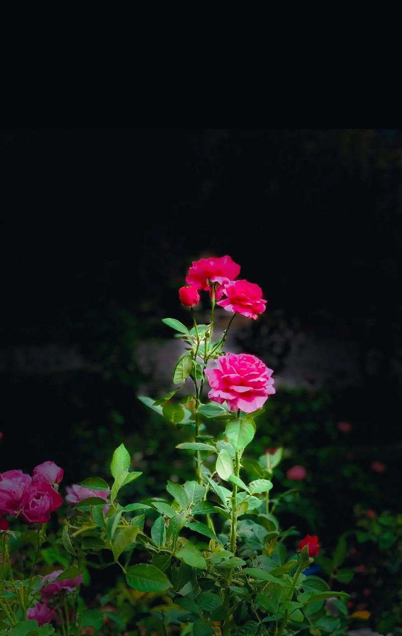白色单瓣月季花语是什么？代表什么？