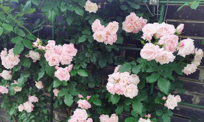 白色单瓣月季花语是什么？代表什么？
