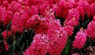 红色风信子的花语有何深意？
