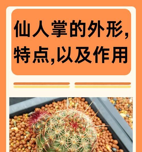 农春村种植仙人掌需要哪些条件？