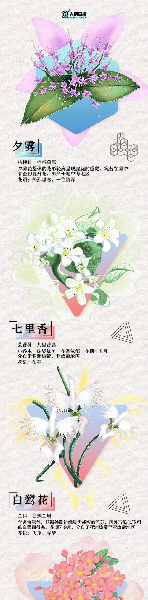 道具浪漫的花语代表什么？道具浪漫花语有何含义？