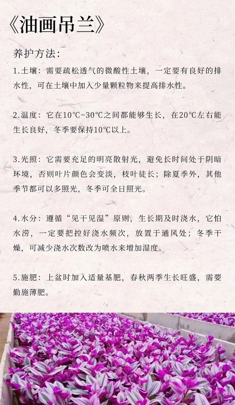 道具浪漫的花语代表什么？道具浪漫花语有何含义？