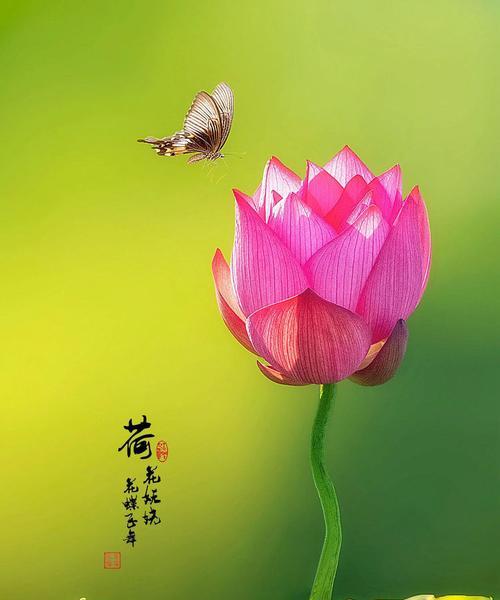 荷花小船象征着什么？它的寓意有哪些？