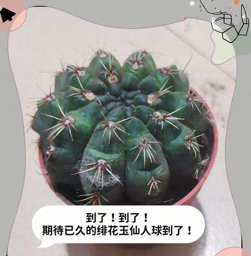 柱骨仙人球养护要点？