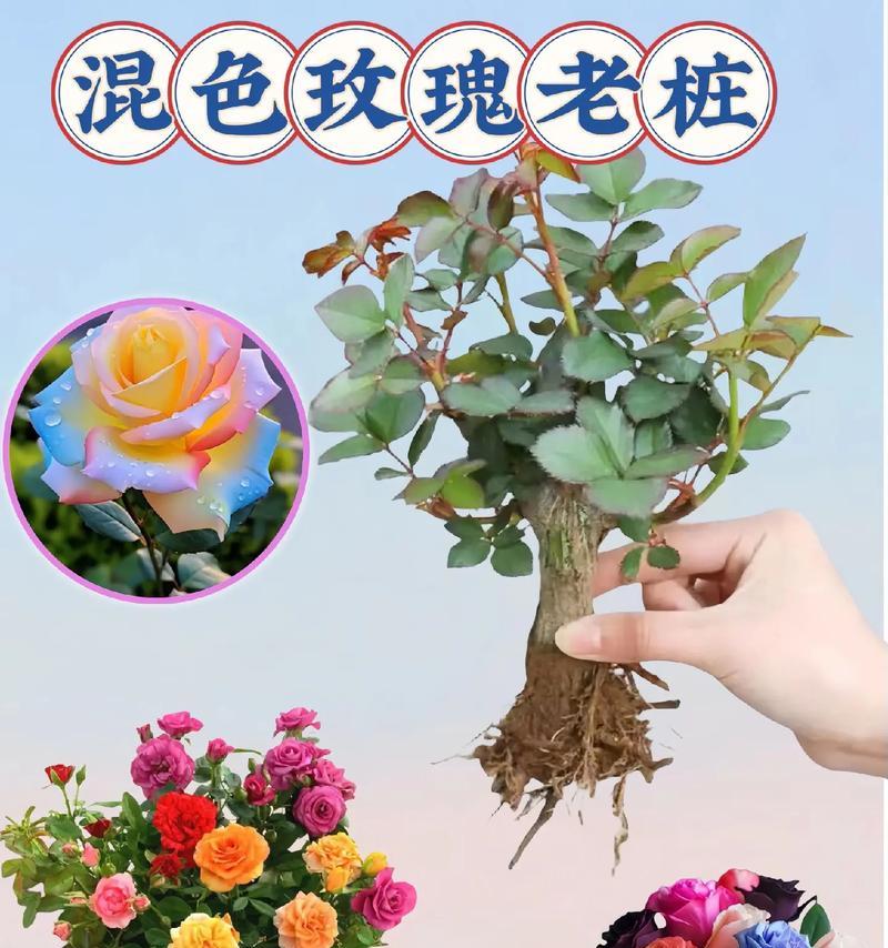 如何培养出小巧美丽的玫瑰花？