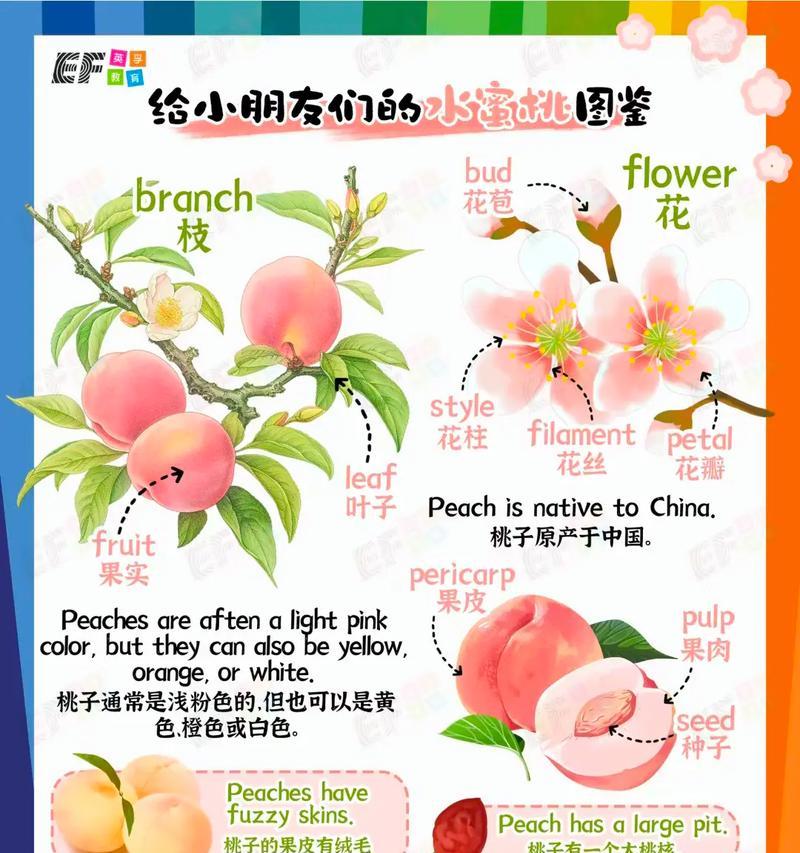 半枝桃的花语和寓意有何特别之处？