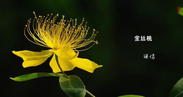 半枝桃的花语和寓意有何特别之处？