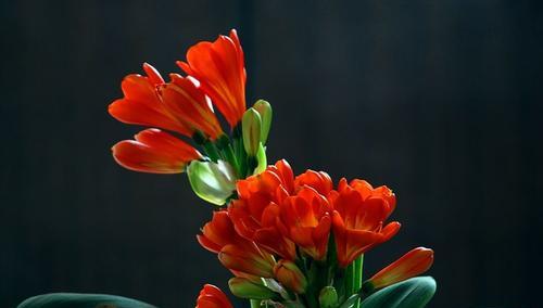 白色花苞君子兰开花后如何护理？如何保持花朵颜色？