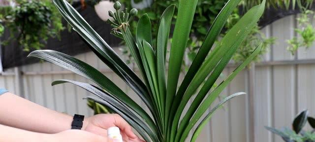 白色花苞君子兰开花后如何护理？如何保持花朵颜色？
