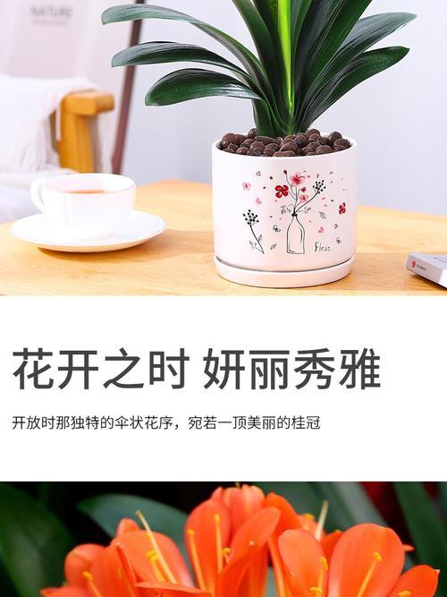 白色花苞君子兰开花后如何护理？如何保持花朵颜色？