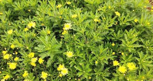 路边的木春菊花语是什么？它有何特别含义？