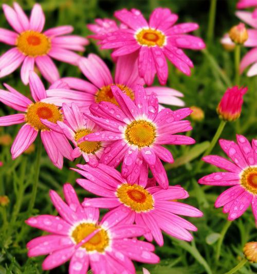路边的木春菊花语是什么？它有何特别含义？