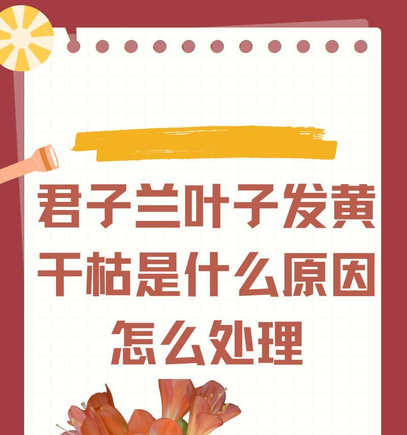 君子兰叶子一直长是怎么回事？如何控制其生长？