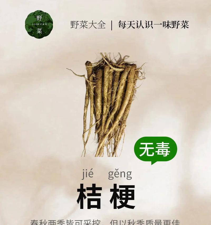 桔梗花语有哪些含义？如何解读？