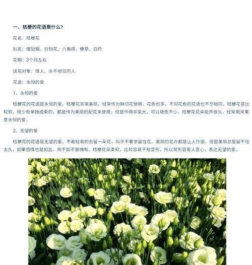 桔梗花语有哪些含义？如何解读？