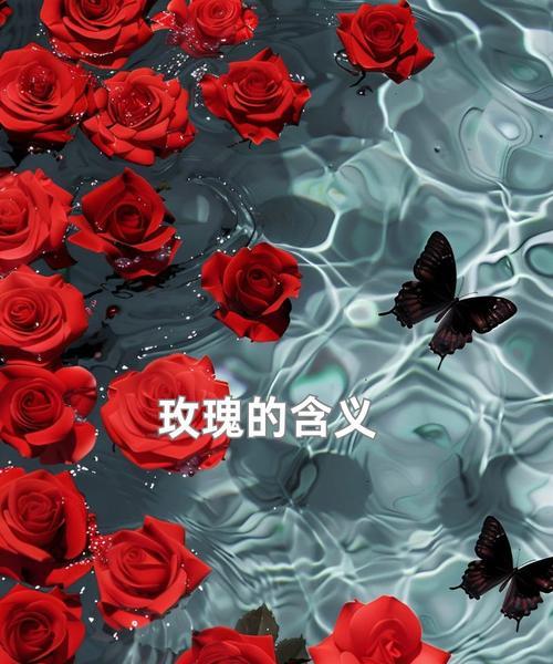 玫瑰花的寓意是什么？它有哪些特别的用途？