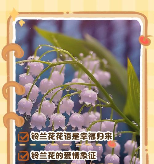 爱情名花的花语和寓意有哪些？