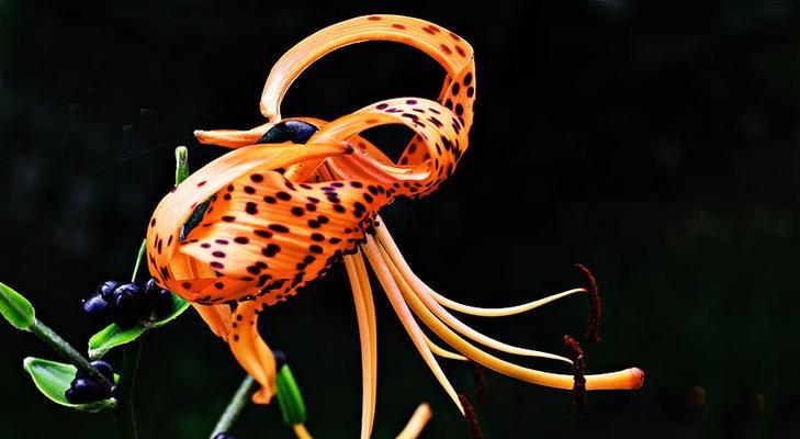 黑百合的爱情花语有哪些？