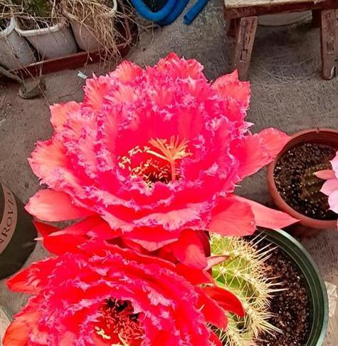 海王花色仙人球的养护技巧是什么？如何判断其是否好养？