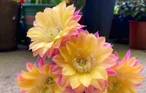 海王花色仙人球的养护技巧是什么？如何判断其是否好养？