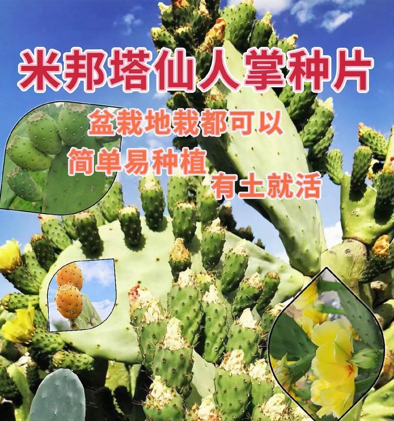 盆栽仙人掌的养殖技巧有哪些？