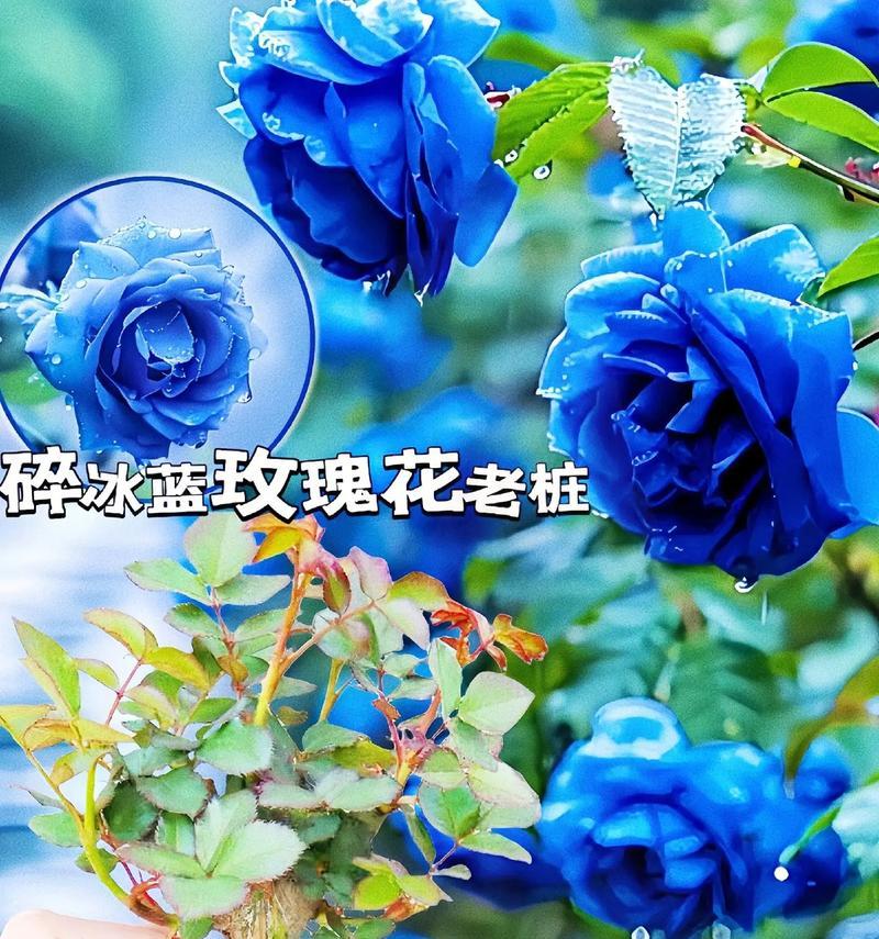 玫瑰在以前的花语是什么？它有何历史意义？
