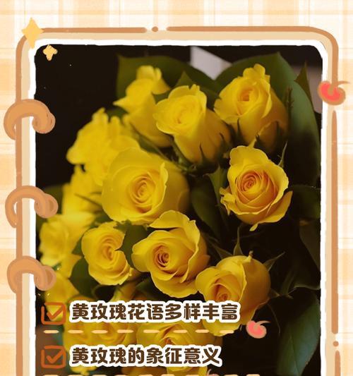玫瑰在以前的花语是什么？它有何历史意义？
