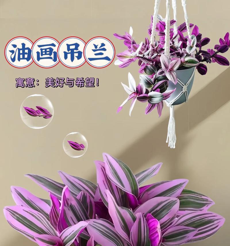 风雨人生路的花语象征哪种花？